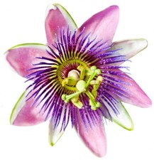 Passionsblume Kapseln