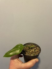 Philodendron tripartitum Aroid