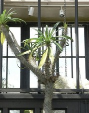 Pachypodium geayi 50 - 25/,