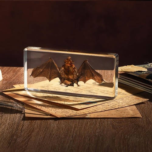 Taxidermie fledermaus exemplar - taxidermie,