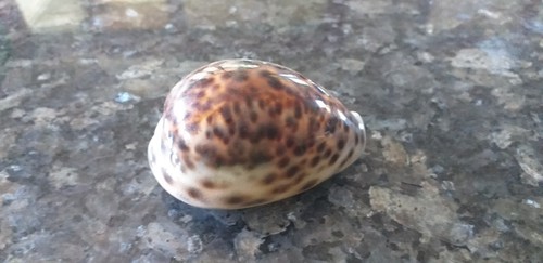 Muschel schnecke cypraeidae - muschel,