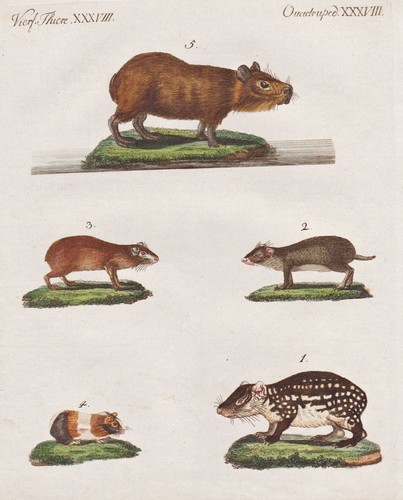 Meerschweinchen paka savien - paka,
