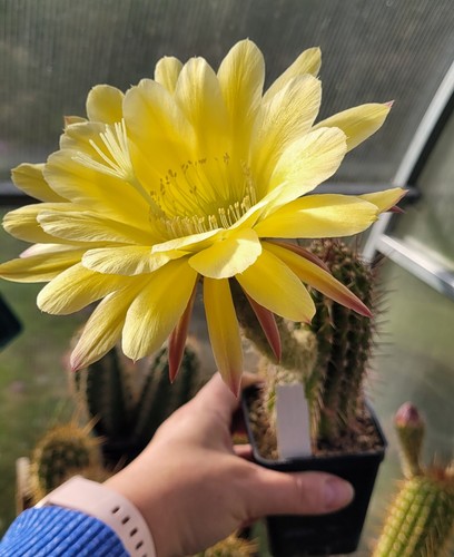 Echinopsis hybride brilliant - echinopsis, "brilliant