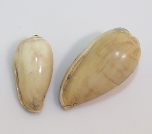 Schnecke prunum coniforme - prunum,