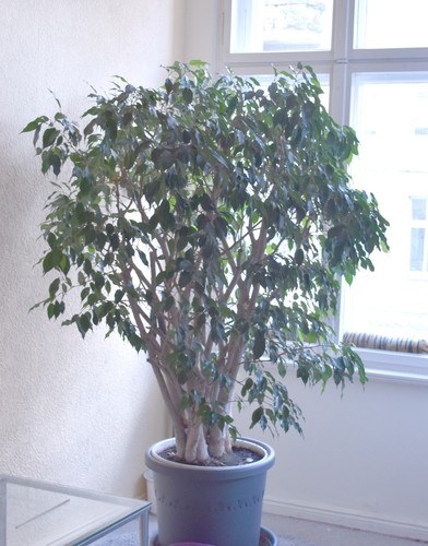 Benjamin ficus - benjamin,