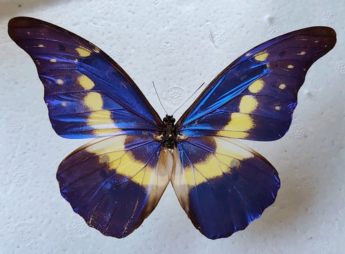 Entomologie morpho rhetenor - morpho,