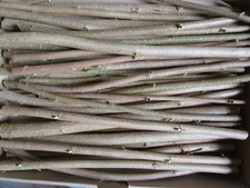 fast 1 kg.Bio Haselnuss Holz