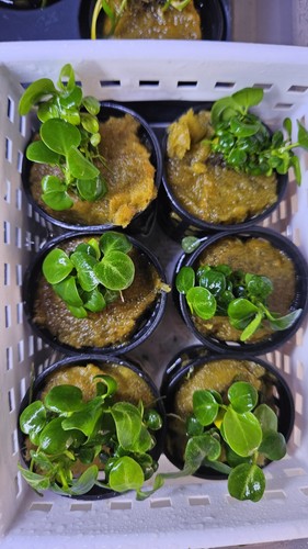 Anubias ring leaf - anubias, sp.
