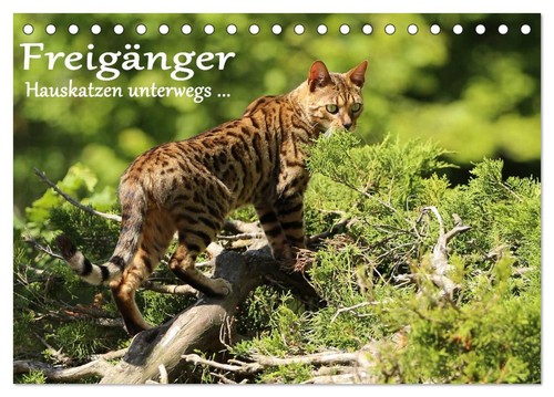 Freigänger hauskatzen - freigänger,
