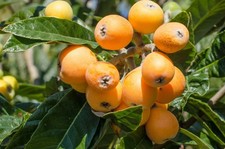 Japanische Wollmispel -