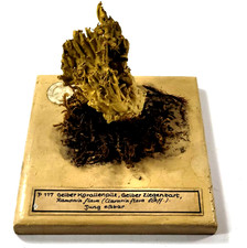 Somso Gelber Korallenpilz Gelber Ziegenbart Raminia flava von ca. 1930
