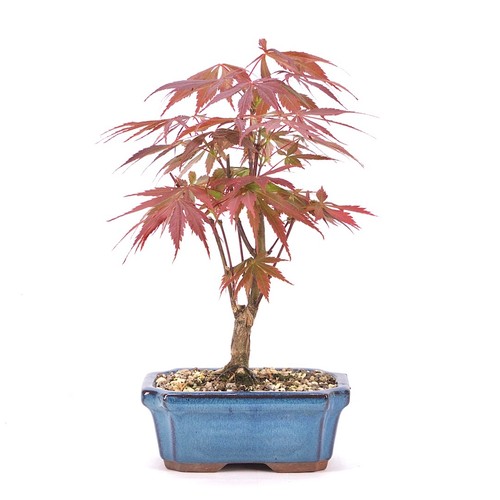 Bonsai fächer ahorn acer - bonsai, 'acer
