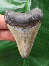 6,3 cm dolchförmiger Zahn des