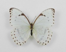 Morpho epistrophus ssp