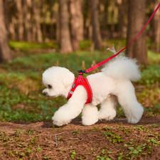 Weich Kleiner Hund