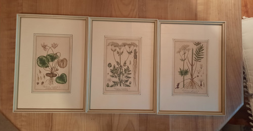 Lithographie alte botanische - lithographie,