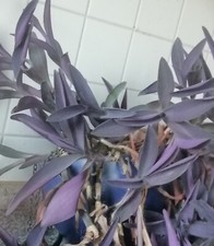 3 Stecklinge TRADESCANTIA