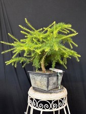 Lärche Bonsai Prebonsai