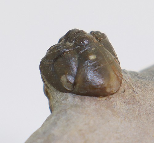 Trilobit reedops devon - sp.,,