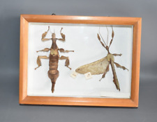 Insekten Schaukasten Preperiert 24x18 cm Extatosoma Tiaratum Fach #G2V