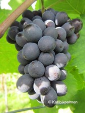 Vitis 'Riesling Blau' Wein