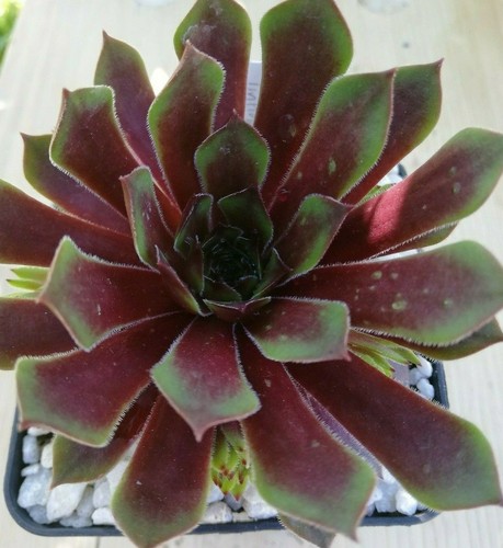 Sempervivum tintinabulum - sempervivum,