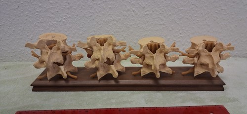 Anatomisches modell - anatomisches,