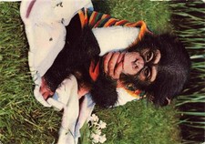 Affen Baby Zoo Wingst 