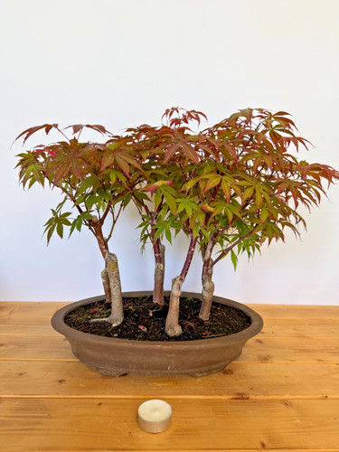 Bonsai acer palmatum - bonsai,