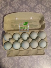 10 frische Eier Grünleger