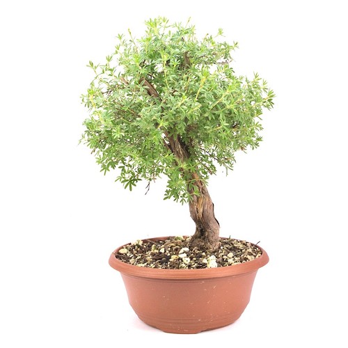 Pre bonsai fingerstrauch gelb - pre-bonsai,
