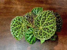 Begonia ferox – Seltene