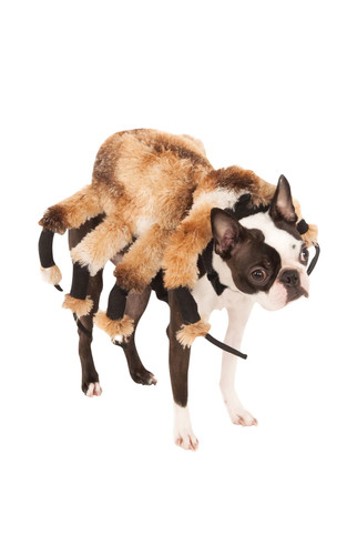 Riesig spinne kostüm hunde - riesig,
