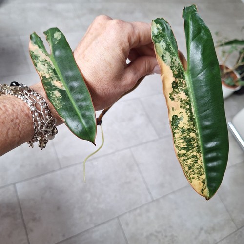 Philodendron billietiae - philodendron,