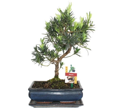Exotenherz bonsai steineibe - exotenherz,