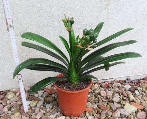 Clivia clivie klivie mit samen - clivia,