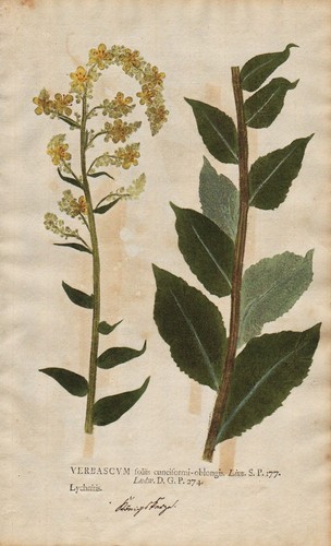 Verbascum königskerze mullein - verbascum,