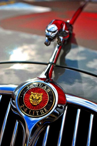 Jaguar auto springende katze - jaguar,