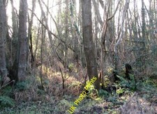 Foto 6x4 Silvester Sonnenschein in Damgate Wood Acle Damgate Wood ist ein c2015