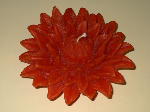 Chrysantheme orange