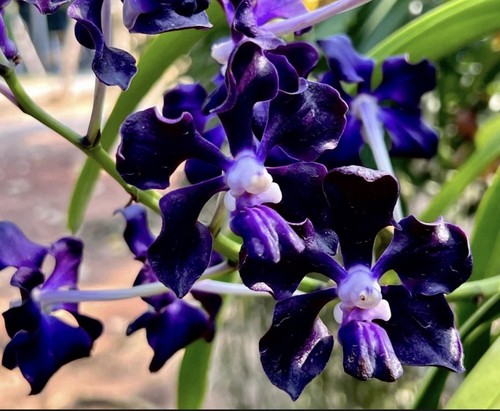 Vanda black knight - vanda,