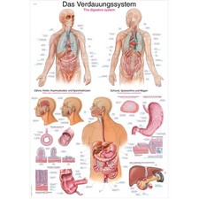 Erler zimmer anatomische - erler,