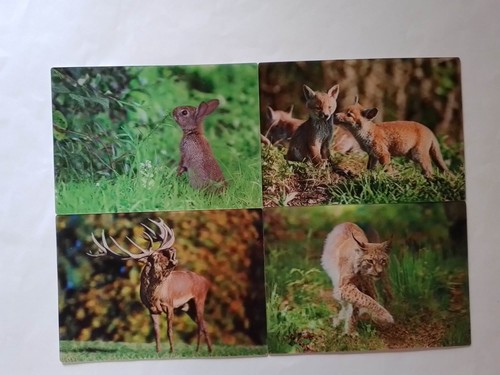 Ansichtskarte waldtiere - 3,