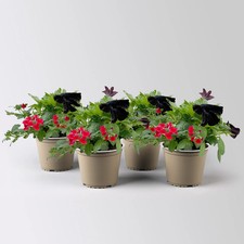 Eisenkraut/Petunien Duo