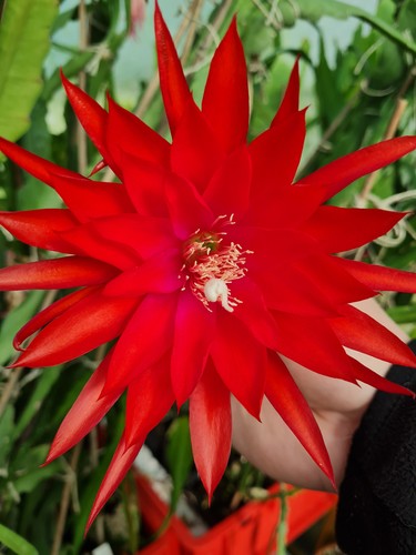 Epicactus petals plus - epicactus, “