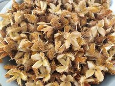 500 Bucheckern Schalen Hülsen Basteln Floristik  Dekoration Naturbelassen *-