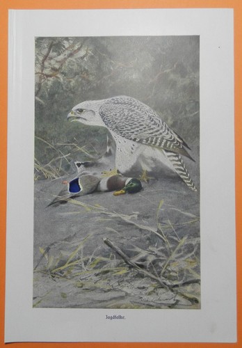 Gerfalke - , (falco