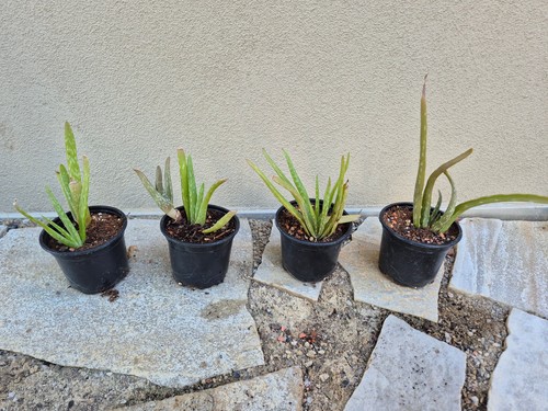 Aloe vera echte - aloe,