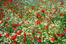 13000+ (10 g) Samen Sommer Blumen Wiesen Mischung Bienen Wildblumen Bunte Wiese
