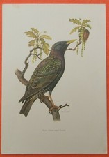 Star Sturnus vulgaris